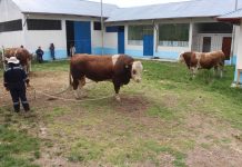 𝗡𝗨́𝗖𝗟𝗘𝗢 𝗚𝗘𝗡𝗘́𝗧𝗜𝗖𝗢 𝗗𝗘𝗟 𝗣.𝗘. 𝗣𝗥𝗔𝗗𝗘𝗥𝗔, 𝗣𝗥𝗢𝗗𝗨𝗖𝗘 𝟭𝟮𝟬𝟬 𝗣𝗔𝗝𝗜𝗟𝗟𝗔𝗦 𝗠𝗘𝗡𝗦𝗨𝗔𝗟𝗘𝗦