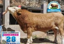 𝗣.𝗘. 𝗣𝗥𝗔𝗗𝗘𝗥𝗔, 𝗢𝗥𝗚𝗔𝗡𝗜𝗭𝗔 𝗘𝗟 𝗖𝗢𝗡𝗖𝗨𝗥𝗦𝗢 𝗗𝗘 𝗧𝗢𝗥𝗢 𝗘𝗡𝗚𝗢𝗥𝗗𝗔𝗗𝗢 ❞𝗧𝗢𝗥𝗢 𝗟𝗜𝗤𝗜’𝗡 𝗣’𝗨𝗡𝗖𝗛𝗔𝗪𝗜𝗣𝗔❞ 𝗘𝗡 𝗝𝗨𝗟𝗜