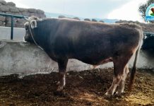 𝗩𝗘𝗥𝗜𝗙𝗜𝗖𝗔𝗡 𝗘𝗡𝗚𝗢𝗥𝗗𝗘 𝗗𝗘 𝗚𝗔𝗡𝗔𝗗𝗢 𝗘𝗡 𝗖𝗢𝗠𝗨𝗡𝗜𝗗𝗔𝗗 𝗗𝗘 𝗛𝗨𝗔𝗣𝗔𝗖𝗔 𝗦𝗔𝗡 𝗠𝗜𝗚𝗨𝗘𝗟 – 𝗣𝗢𝗠𝗔𝗧𝗔