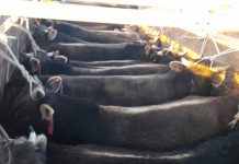 𝗚𝗔𝗡𝗔𝗗𝗢 𝗘𝗡𝗚𝗢𝗥𝗗𝗔𝗗𝗢 𝗗𝗜𝗥𝗘𝗖𝗧𝗢 𝗔𝗟 𝗖𝗔𝗠𝗔𝗟 𝗗𝗘 𝗔𝗥𝗘𝗤𝗨𝗜𝗣𝗔