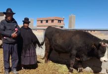 𝗖𝗢𝗠𝗘𝗥𝗖𝗜𝗔𝗟𝗜𝗭𝗔𝗖𝗜𝗢́𝗡 𝗗𝗘 𝗖𝗔𝗥𝗡𝗘 𝗠𝗘𝗝𝗢𝗥𝗔𝗗𝗔 𝗘𝗡 𝗣𝗢𝗠𝗔𝗧𝗔 𝗘𝗦 𝗨𝗡 𝗘́𝗫𝗜𝗧𝗢