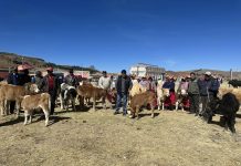 𝗣𝗥𝗢𝗬𝗘𝗖𝗧𝗢 𝗩𝗔𝗖𝗨𝗡𝗢𝗦 𝗖𝗔𝗥𝗡𝗘 𝗥𝗘𝗔𝗟𝗜𝗭𝗢́ 𝗟𝗔 𝗘𝗫𝗛𝗜𝗕𝗜𝗖𝗜𝗢́𝗡 𝗗𝗘 𝗖𝗥𝗜́𝗔𝗦 𝗡𝗔𝗖𝗜𝗗𝗔𝗦 𝗣𝗢𝗥 𝗜𝗡𝗦𝗘𝗠𝗜𝗡𝗔𝗖𝗜𝗢́𝗡 𝗔𝗥𝗧𝗜𝗙𝗜𝗖𝗜𝗔𝗟