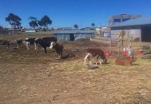 𝗩𝗘𝗥𝗜𝗙𝗜𝗖𝗔𝗖𝗜𝗢́𝗡 𝗬 𝗦𝗘𝗚𝗨𝗜𝗠𝗜𝗘𝗡𝗧𝗢 𝗗𝗘 𝗖𝗥𝗜́𝗔𝗦 𝗡𝗔𝗖𝗜𝗗𝗔𝗦 𝗣𝗢𝗥 𝗜𝗡𝗦𝗘𝗠𝗜𝗡𝗔𝗖𝗜𝗢́𝗡 𝗔𝗥𝗧𝗜𝗙𝗜𝗖𝗜𝗔𝗟