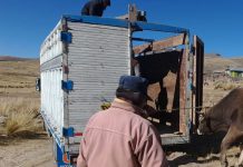 𝗚𝗔𝗡𝗔𝗗𝗢 𝗩𝗔𝗖𝗨𝗡𝗢 𝗟𝗜𝗦𝗧𝗢 𝗣𝗔𝗥𝗔 𝗦𝗘𝗥 𝗟𝗟𝗘𝗩𝗔𝗗𝗢 𝗔𝗟 𝗖𝗔𝗠𝗔𝗟 𝗗𝗘 𝗔𝗥𝗘𝗤𝗨𝗜𝗣𝗔