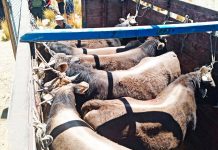 𝗔𝗥𝗧𝗜𝗖𝗨𝗟𝗔𝗖𝗜𝗢́𝗡 𝗗𝗘 𝗧𝗢𝗥𝗢𝗦 𝗘𝗡𝗚𝗢𝗥𝗗𝗔𝗗𝗢𝗦 𝗔 𝗧𝗥𝗔𝗩𝗘́𝗦 𝗗𝗘𝗟 𝗣𝗥𝗢𝗬𝗘𝗖𝗧𝗢 𝗩𝗔𝗖𝗨𝗡𝗢𝗦 𝗖𝗔𝗥𝗡𝗘, 𝗔𝗟 𝗖𝗔𝗠𝗔𝗟 𝗗𝗘 𝗔𝗥𝗘𝗤𝗨𝗜𝗣𝗔.