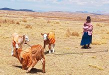 𝗔𝗗𝗘𝗖𝗨𝗔𝗗𝗢 𝗦𝗘𝗚𝗨𝗜𝗠𝗜𝗘𝗡𝗧𝗢 𝗗𝗘 𝗖𝗥𝗜𝗔𝗦 𝗡𝗔𝗖𝗜𝗗𝗔𝗦 𝗣𝗢𝗥 𝗜𝗡𝗦𝗘𝗠𝗜𝗡𝗔𝗖𝗜𝗢́𝗡 𝗔𝗥𝗧𝗜𝗙𝗜𝗖𝗔𝗟 𝗘𝗡 𝗘𝗟 𝗗𝗜𝗦𝗧𝗥𝗜𝗧𝗢 𝗗𝗘 𝗗𝗘𝗦𝗔𝗚𝗨𝗔𝗗𝗘𝗥𝗢.