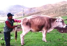 𝗜𝗡𝗦𝗘𝗠𝗜𝗡𝗔𝗖𝗜𝗢́𝗡 𝗔𝗥𝗧𝗜𝗙𝗜𝗖𝗜𝗔𝗟 𝗣𝗔𝗥𝗔 𝗠𝗘𝗝𝗢𝗥𝗔𝗠𝗜𝗘𝗡𝗧𝗢 𝗚𝗘𝗡𝗘́𝗧𝗜𝗖𝗢 𝗘𝗡 𝗘𝗟 𝗗𝗜𝗦𝗧𝗥𝗜𝗧𝗢 𝗗𝗘 𝗖𝗛𝗨𝗣𝗔.