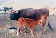 𝗦𝗘𝗚𝗨𝗜𝗠𝗜𝗘𝗡𝗧𝗢 𝗗𝗘 𝗖𝗥𝗜́𝗔𝗦 𝗡𝗔𝗖𝗜𝗗𝗔𝗦 𝗣𝗢𝗥 𝗜𝗡𝗦𝗘𝗠𝗜𝗡𝗔𝗖𝗜𝗢́𝗡 𝗔𝗥𝗧𝗜𝗙𝗜𝗖𝗜𝗔𝗟 𝗘𝗡 𝗟𝗔 𝗣𝗥𝗢𝗩𝗜𝗡𝗖𝗜𝗔 𝗗𝗘 𝗦𝗔𝗡 𝗔𝗡𝗧𝗢𝗡𝗜𝗢 𝗗𝗘 𝗣𝗨𝗧𝗜𝗡𝗔.