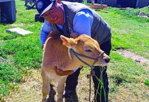 𝗦𝗘𝗚𝗨𝗜𝗠𝗜𝗘𝗡𝗧𝗢 𝗗𝗘 𝗖𝗥𝗜́𝗔𝗦 𝗡𝗔𝗖𝗜𝗗𝗔𝗦 𝗣𝗢𝗥 𝗜𝗡𝗦𝗘𝗠𝗜𝗡𝗔𝗖𝗜𝗢́𝗡 𝗔𝗥𝗧𝗜𝗙𝗜𝗖𝗜𝗔𝗟 𝗘𝗡 𝗘𝗟 𝗗𝗜𝗦𝗧𝗥𝗜𝗧𝗢 𝗗𝗘 𝗩𝗜𝗟𝗤𝗨𝗘𝗖𝗛𝗜𝗖𝗢