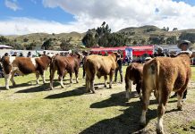 𝗚𝗥𝗔𝗡 𝗖𝗢𝗡𝗖𝗨𝗥𝗦𝗢 𝗗𝗘𝗟 𝗧𝗢𝗥𝗢 𝗘𝗡𝗚𝗢𝗥𝗗𝗔𝗗𝗢, 𝗧𝗢𝗥𝗢 𝗥𝗔𝗬𝗠𝗜 𝗣𝗨𝗦𝗜 𝟮𝟬𝟮𝟰, 𝗦𝗘 𝗥𝗘𝗔𝗟𝗜𝗭𝗢́ 𝗘𝗫𝗜𝗧𝗢𝗦𝗔𝗠𝗘𝗡𝗧𝗘