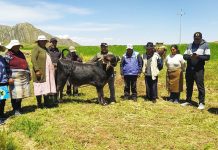 𝗔𝗦𝗣𝗘𝗖𝗧𝗢𝗦 𝗖𝗟𝗔𝗩𝗘 𝗘𝗡 𝗘𝗟 𝗣𝗥𝗢𝗖𝗘𝗦𝗢 𝗗𝗘 𝗘𝗡𝗚𝗢𝗥𝗗𝗘 𝗘𝗡 𝗘𝗟 𝗗𝗜𝗦𝗧𝗥𝗜𝗧𝗢 𝗗𝗘 𝗗𝗘𝗦𝗔𝗚𝗨𝗔𝗗𝗘𝗥𝗢, 𝗣𝗥𝗢𝗩𝗜𝗡𝗖𝗜𝗔 𝗗𝗘 𝗖𝗛𝗨𝗖𝗨𝗜𝗧𝗢