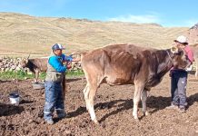 𝗜𝗡𝗦𝗘𝗠𝗜𝗡𝗔𝗖𝗜𝗢́𝗡 𝗔𝗥𝗧𝗜𝗙𝗜𝗖𝗜𝗔𝗟 𝗣𝗔𝗥𝗔 𝗠𝗘𝗝𝗢𝗥𝗔𝗥 𝗟𝗔 𝗖𝗔𝗟𝗜𝗗𝗔𝗗 𝗚𝗘𝗡𝗘́𝗧𝗜𝗖𝗔 𝗗𝗘 𝗩𝗔𝗖𝗨𝗡𝗢𝗦 𝗗𝗘 𝗖𝗔𝗥𝗡𝗘 𝗘𝗡 𝗤𝗨𝗜𝗟𝗖𝗔𝗣𝗨𝗡𝗖𝗨