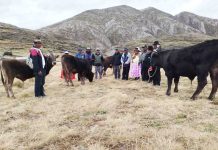 𝗖𝗔𝗣𝗔𝗖𝗜𝗧𝗔𝗖𝗜𝗢́𝗡 𝗘𝗡 𝗦𝗘𝗟𝗘𝗖𝗖𝗜𝗢́𝗡 𝗗𝗘 𝗧𝗢𝗥𝗢𝗦 𝗣𝗔𝗥𝗔 𝗘𝗡𝗚𝗢𝗥𝗗𝗘 𝗘𝗡 𝗟𝗔 𝗣𝗔𝗥𝗖𝗜𝗔𝗟𝗜𝗗𝗔𝗗 𝗗𝗘 𝗩𝗜𝗟𝗨𝗧𝗔 – 𝗭𝗘𝗣𝗜𝗧𝗔