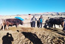 𝗘𝗫𝗜𝗧𝗢𝗦𝗢 𝗣𝗥𝗢𝗖𝗘𝗦𝗢 𝗗𝗘 𝗘𝗡𝗚𝗢𝗥𝗗𝗘 𝗘𝗡 𝗘𝗟 𝗗𝗜𝗦𝗧𝗥𝗜𝗧𝗢 𝗗𝗘 𝗖𝗢𝗣𝗔𝗡𝗜