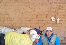 𝗠𝗘𝗝𝗢𝗥𝗔 𝗚𝗘𝗡𝗘́𝗧𝗜𝗖𝗔 𝗗𝗘 𝗩𝗔𝗖𝗨𝗡𝗢𝗦 𝗗𝗘 𝗖𝗔𝗥𝗡𝗘 𝗘𝗡 𝗤𝗨𝗜𝗟𝗖𝗔𝗣𝗨𝗡𝗖𝗨