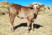 𝗦𝗘𝗚𝗨𝗜𝗠𝗜𝗘𝗡𝗧𝗢 𝗗𝗘 𝗖𝗥𝗜́𝗔𝗦 𝗡𝗔𝗖𝗜𝗗𝗔𝗦 𝗣𝗢𝗥 𝗜𝗡𝗦𝗘𝗠𝗜𝗡𝗔𝗖𝗜𝗢́𝗡 𝗔𝗥𝗧𝗜𝗙𝗜𝗖𝗜𝗔𝗟 𝗘𝗡 𝗣𝗜𝗟𝗖𝗨𝗬𝗢