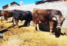 𝗠𝗔𝗡𝗘𝗝𝗢 𝗦𝗔𝗡𝗜𝗧𝗔𝗥𝗜𝗢 𝗘𝗙𝗜𝗖𝗜𝗘𝗡𝗧𝗘 𝗗𝗘 𝗩𝗔𝗖𝗨𝗡𝗢𝗦 𝗗𝗘 𝗖𝗔𝗥𝗡𝗘 𝗘𝗡 𝗣𝗜𝗟𝗖𝗨𝗬𝗢