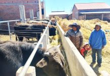 𝗖𝗔𝗣𝗔𝗖𝗜𝗧𝗔𝗖𝗜𝗢́𝗡 𝗘𝗡 𝗣𝗥𝗢𝗖𝗘𝗦𝗢 𝗗𝗘 𝗘𝗡𝗚𝗢𝗥𝗗𝗘 𝗗𝗘 𝗩𝗔𝗖𝗨𝗡𝗢𝗦 𝗘𝗡 𝗘𝗟 𝗖𝗢𝗟𝗟𝗔𝗢