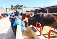 𝗘𝗡𝗚𝗢𝗥𝗗𝗘 𝗗𝗘 𝗚𝗔𝗡𝗔𝗗𝗢 𝗩𝗔𝗖𝗨𝗡𝗢 𝗘𝗡 𝗧𝗔𝗣𝗢𝗝𝗘, 𝗖𝗢𝗣𝗔𝗡𝗜, 𝗬𝗨𝗡𝗚𝗨𝗬𝗢