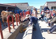 𝗙𝗢́𝗥𝗠𝗨𝗟𝗔 𝗗𝗘 𝗜𝗡𝗜𝗖𝗜𝗢 𝗘 𝗜𝗡𝗧𝗘𝗥𝗠𝗘𝗗𝗜𝗢 𝗣𝗔𝗥𝗔 𝗘𝗡𝗚𝗢𝗥𝗗𝗘 𝗗𝗘 𝗚𝗔𝗡𝗔𝗗𝗢 𝗩𝗔𝗖𝗨𝗡𝗢