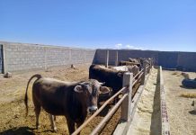 𝗔𝗦𝗜𝗦𝗧𝗘𝗡𝗖𝗜𝗔 𝗧𝗘́𝗖𝗡𝗜𝗖𝗔 𝗘𝗡 𝗣𝗥𝗢𝗖𝗘𝗦𝗢 𝗗𝗘 𝗘𝗡𝗚𝗢𝗥𝗗𝗘 𝗘𝗡 𝗖𝗢𝗟𝗟𝗔𝗡𝗔