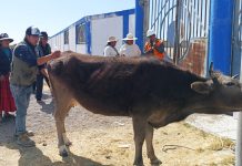 𝗕𝗨𝗘𝗡𝗔𝗦 𝗣𝗥𝗔́𝗖𝗧𝗜𝗖𝗔𝗦 𝗘𝗡 𝗦𝗔𝗡𝗜𝗗𝗔𝗗 𝗔𝗡𝗜𝗠𝗔𝗟 𝗠𝗘𝗝𝗢𝗥𝗔𝗡 𝗟𝗔 𝗣𝗥𝗢𝗗𝗨𝗖𝗧𝗜𝗩𝗜𝗗𝗔𝗗 𝗚𝗔𝗡𝗔𝗗𝗘𝗥𝗔 𝗘𝗡 𝗣𝗜𝗟𝗖𝗨𝗬𝗢