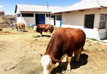 𝗡𝗨́𝗖𝗟𝗘𝗢 𝗚𝗘𝗡𝗘́𝗧𝗜𝗖𝗢 𝗣𝗥𝗢𝗗𝗨𝗖𝗘 𝟭𝟮𝟬𝟬 𝗣𝗔𝗝𝗜𝗟𝗟𝗔𝗦 𝗠𝗘𝗡𝗦𝗨𝗔𝗟𝗘𝗦, 𝗖𝗢𝗡 𝗨𝗡 𝟳𝟬% 𝗗𝗘 𝗙𝗘𝗥𝗧𝗜𝗟𝗜𝗗𝗔𝗗 𝗬 𝟲𝟬% 𝗗𝗘 𝗡𝗔𝗧𝗔𝗟𝗜𝗗𝗔𝗗