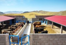 𝗘𝗫𝗜𝗧𝗢𝗦𝗢 𝗣𝗥𝗢𝗖𝗘𝗦𝗢 𝗗𝗘 𝗘𝗡𝗚𝗢𝗥𝗗𝗘 𝗗𝗘 𝗚𝗔𝗡𝗔𝗗𝗢 𝗩𝗔𝗖𝗨𝗡𝗢 𝗘𝗡 𝗝𝗨𝗟𝗜