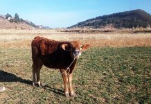 𝗥𝗘𝗚𝗜𝗦𝗧𝗥𝗢 𝗬 𝗦𝗘𝗚𝗨𝗜𝗠𝗜𝗘𝗡𝗧𝗢 𝗗𝗘 𝗖𝗥𝗜́𝗔𝗦 𝗡𝗔𝗖𝗜𝗗𝗔𝗦 𝗣𝗢𝗥 𝗜𝗡𝗦𝗘𝗠𝗜𝗡𝗔𝗖𝗜𝗢́𝗡 𝗔𝗥𝗧𝗜𝗙𝗜𝗖𝗜𝗔𝗟 𝗘𝗡 𝗠𝗢𝗛𝗢