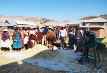 𝗔𝗟𝗜𝗠𝗘𝗡𝗧𝗢 𝗕𝗔𝗟𝗔𝗡𝗖𝗘𝗔𝗗𝗢 𝗣𝗔𝗥𝗔 𝗩𝗔𝗖𝗨𝗡𝗢𝗦 𝗗𝗘 𝗖𝗔𝗥𝗡𝗘 𝗬 𝗣𝗜𝗖𝗔𝗗𝗢 𝗗𝗘 𝗙𝗢𝗥𝗥𝗔𝗝𝗘 𝗘𝗡 𝗖𝗛𝗨𝗖𝗨𝗜𝗧𝗢 – 𝗝𝗨𝗟𝗜