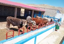 𝗠𝗔𝗡𝗘𝗝𝗢 𝗦𝗔𝗡𝗜𝗧𝗔𝗥𝗜𝗢 𝗗𝗘 𝗩𝗔𝗖𝗨𝗡𝗢𝗦 𝗗𝗘 𝗖𝗔𝗥𝗡𝗘 𝗘𝗡 𝗤𝗨𝗜𝗟𝗖𝗔𝗣𝗨𝗡𝗖𝗨