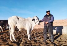 𝗘𝗙𝗘𝗖𝗧𝗜𝗩𝗢 𝗣𝗥𝗢𝗖𝗘𝗦𝗢 𝗗𝗘 𝗘𝗡𝗚𝗢𝗥𝗗𝗘 𝗗𝗘 𝗚𝗔𝗡𝗔𝗗𝗢 𝗩𝗔𝗖𝗨𝗡𝗢 𝗘𝗡 𝗘𝗟 𝗖𝗢𝗟𝗟𝗔𝗢 – 𝗜𝗟𝗔𝗩𝗘