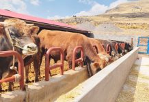 𝗣𝗥𝗔𝗗𝗘𝗥𝗔 𝗜𝗠𝗣𝗨𝗟𝗦𝗔 𝗟𝗔 𝗚𝗔𝗡𝗔𝗗𝗘𝗥𝗜́𝗔 𝗘𝗡 𝗟𝗔 𝗥𝗘𝗚𝗜𝗢́𝗡 𝗣𝗨𝗡𝗢, 𝗔 𝗧𝗥𝗔𝗩𝗘́𝗦 𝗗𝗘𝗟 𝗣𝗥𝗢𝗬𝗘𝗖𝗧𝗢 𝗩𝗔𝗖𝗨𝗡𝗢𝗦 𝗖𝗔𝗥𝗡𝗘