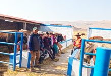 𝗣𝗥𝗢𝗗𝗨𝗖𝗧𝗜𝗩𝗢 𝗘𝗡𝗚𝗢𝗥𝗗𝗘 𝗗𝗘 𝗚𝗔𝗡𝗔𝗗𝗢 𝗩𝗔𝗖𝗨𝗡𝗢 𝗘𝗡 𝗤𝗨𝗜𝗟𝗖𝗔𝗣𝗨𝗡𝗖𝗨 – 𝗣𝗨𝗧𝗜𝗡𝗔