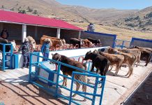 𝗦𝗔𝗟𝗨𝗗 𝗬 𝗢𝗣𝗧𝗜𝗠𝗜𝗭𝗔𝗖𝗜𝗢́𝗡 𝗚𝗔𝗡𝗔𝗗𝗘𝗥𝗔 𝗘𝗡 𝗟𝗔 𝗖𝗢𝗠𝗨𝗡𝗜𝗗𝗔𝗗 𝗗𝗘 𝗠𝗨𝗡𝗔𝗬𝗣𝗔 – 𝗜𝗡𝗖𝗛𝗨𝗣𝗔𝗟𝗟𝗔