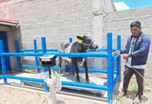 𝗦𝗘𝗚𝗨𝗜𝗠𝗜𝗘𝗡𝗧𝗢 𝗗𝗘𝗟 𝗣𝗘𝗦𝗢 𝗜𝗡𝗜𝗖𝗜𝗔𝗟, 𝗜𝗡𝗧𝗘𝗥𝗠𝗘𝗗𝗜𝗢 𝗬 𝗙𝗜𝗡𝗔𝗟 𝗗𝗘 𝗩𝗔𝗖𝗨𝗡𝗢𝗦 𝗗𝗘 𝗖𝗔𝗥𝗡𝗘 𝗣𝗔𝗥𝗔 𝗨𝗡 𝗘𝗫𝗜𝗧𝗢𝗦𝗢 𝗣𝗥𝗢𝗖𝗘𝗦𝗢 𝗗𝗘 𝗘𝗡𝗚𝗢𝗥𝗗𝗘 𝗘𝗡 𝗛𝗨𝗔𝗡𝗖𝗔𝗡𝗘́