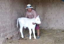 𝗖𝗥𝗜́𝗔𝗦 𝗡𝗔𝗖𝗜𝗗𝗔𝗦 𝗣𝗢𝗥 𝗜𝗡𝗦𝗘𝗠𝗜𝗡𝗔𝗖𝗜𝗢́𝗡 𝗔𝗥𝗧𝗜𝗙𝗜𝗖𝗜𝗔𝗟 𝗖𝗢𝗡 𝗣𝗔𝗝𝗜𝗟𝗟𝗔𝗦 𝗜𝗠𝗣𝗢𝗥𝗧𝗔𝗗𝗔𝗦 𝗗𝗘 𝗟𝗔𝗦 𝗥𝗔𝗭𝗔𝗦 𝗖𝗛𝗔𝗥𝗢𝗟𝗔𝗜𝗦 𝗬 𝗦𝗜𝗠𝗠𝗘𝗡𝗧𝗔𝗟