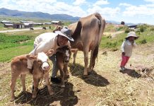 𝗦𝗘𝗚𝗨𝗜𝗠𝗜𝗘𝗡𝗧𝗢 𝗔𝗟 𝗖𝗥𝗘𝗖𝗜𝗠𝗜𝗘𝗡𝗧𝗢 𝗬 𝗗𝗘𝗦𝗔𝗥𝗥𝗢𝗟𝗟𝗢 𝗗𝗘 𝗖𝗥𝗜́𝗔𝗦 𝗡𝗔𝗖𝗜𝗗𝗔𝗦 𝗣𝗢𝗥 𝗜𝗡𝗦𝗘𝗠𝗜𝗡𝗔𝗖𝗜𝗢́𝗡 𝗔𝗥𝗧𝗜𝗙𝗜𝗖𝗜𝗔𝗟