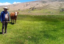 𝗔𝗟𝗜𝗠𝗘𝗡𝗧𝗢 𝗗𝗘 𝗚𝗔𝗡𝗔𝗗𝗢 𝗩𝗔𝗖𝗨𝗡𝗢 𝗚𝗔𝗥𝗔𝗡𝗧𝗜𝗭𝗔𝗗𝗢 𝗣𝗔𝗥𝗔 𝗘𝗟 𝟮𝟬𝟮𝟱 𝗔 𝗧𝗥𝗔𝗩𝗘́𝗦 𝗗𝗘𝗟 𝗣𝗜𝗦𝗢 𝗙𝗢𝗥𝗥𝗔𝗝𝗘𝗥𝗢