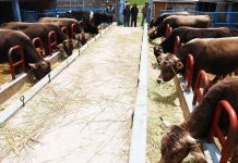 𝗕𝗨𝗘𝗡𝗔𝗦 𝗘𝗫𝗣𝗘𝗥𝗜𝗘𝗡𝗖𝗜𝗔𝗦 𝗘𝗡 𝗘𝗟 𝗘𝗡𝗚𝗢𝗥𝗗𝗘 𝗗𝗘 𝗚𝗔𝗡𝗔𝗗𝗢 𝗩𝗔𝗖𝗨𝗡𝗢 𝗘𝗡 𝗔𝗦𝗜𝗟𝗟𝗢 – 𝗔𝗭𝗔́𝗡𝗚𝗔𝗥𝗢