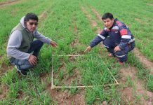 𝗠𝗢𝗡𝗜𝗧𝗢𝗥𝗘𝗢 𝗗𝗘 𝗣𝗔𝗦𝗧𝗢𝗦 𝗖𝗨𝗟𝗧𝗜𝗩𝗔𝗗𝗢𝗦 𝗣𝗔𝗥𝗔 𝗘𝗟 𝗘𝗡𝗚𝗢𝗥𝗗𝗘 𝗗𝗘 𝗚𝗔𝗡𝗔𝗗𝗢 𝗩𝗔𝗖𝗨𝗡𝗢