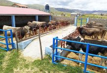 𝗠𝗢́𝗗𝗨𝗟𝗢𝗦 𝗗𝗘𝗠𝗢𝗦𝗧𝗥𝗔𝗧𝗜𝗩𝗢𝗦 𝗗𝗘 𝗘𝗡𝗚𝗢𝗥𝗗𝗘 𝗗𝗘 𝗚𝗔𝗡𝗔𝗗𝗢 𝗩𝗔𝗖𝗨𝗡𝗢 𝗦𝗢𝗡 𝗗𝗘 𝗚𝗥𝗔𝗡 𝗨𝗧𝗜𝗟𝗜𝗗𝗔𝗗 𝗣𝗔𝗥𝗔 𝗣𝗥𝗢𝗗𝗨𝗖𝗧𝗢𝗥𝗘𝗦 𝗔𝗚𝗥𝗢𝗣𝗘𝗖𝗨𝗔𝗥𝗜𝗢𝗦