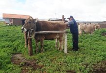 𝗜𝗡𝗦𝗘𝗠𝗜𝗡𝗔𝗖𝗜𝗢́𝗡 𝗔𝗥𝗧𝗜𝗙𝗜𝗖𝗜𝗔𝗟 𝗬 𝗠𝗘𝗝𝗢𝗥𝗔𝗠𝗜𝗘𝗡𝗧𝗢 𝗚𝗘𝗡𝗘́𝗧𝗜𝗖𝗢 𝗗𝗘 𝗩𝗔𝗖𝗨𝗡𝗢𝗦 𝗗𝗘 𝗖𝗔𝗥𝗡𝗘 𝗘𝗡 𝗟𝗔 𝗥𝗘𝗚𝗜𝗢́𝗡 𝗣𝗨𝗡𝗢