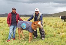 𝗘𝗙𝗜𝗖𝗜𝗘𝗡𝗖𝗜𝗔 𝗘𝗡 𝗟𝗔 𝗜𝗡𝗧𝗥𝗢𝗗𝗨𝗖𝗖𝗜𝗢́𝗡 𝗗𝗘 𝗚𝗘𝗡𝗘𝗦 𝗗𝗘 𝗩𝗔𝗖𝗨𝗡𝗢𝗦 𝗗𝗘 𝗖𝗔𝗥𝗡𝗘