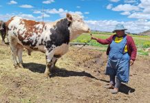 𝗣𝗥𝗢𝗗𝗨𝗖𝗧𝗢𝗥𝗘𝗦 𝗗𝗘 𝗘𝗟 𝗖𝗢𝗟𝗟𝗔𝗢 – 𝗜𝗟𝗔𝗩𝗘, 𝗟𝗢𝗚𝗥𝗔𝗡 𝗔𝗨𝗠𝗘𝗡𝗧𝗢𝗦 𝗦𝗜𝗚𝗡𝗜𝗙𝗜𝗖𝗔𝗧𝗜𝗩𝗢𝗦 𝗘𝗡 𝗘𝗟 𝗣𝗘𝗦𝗢 𝗗𝗘 𝗦𝗨 𝗚𝗔𝗡𝗔𝗗𝗢 𝗩𝗔𝗖𝗨𝗡𝗢