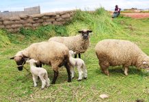 ¡𝗨𝗡𝗔 𝗥𝗘𝗔𝗟𝗜𝗗𝗔𝗗! 𝗣𝗥𝗢𝗬𝗘𝗖𝗧𝗢 𝗢𝗩𝗜𝗡𝗢𝗦 𝗡𝗢𝗥𝗧𝗘 𝗜𝗡𝗜𝗖𝗜𝗔 𝗘𝗡 𝗔𝗕𝗥𝗜𝗟