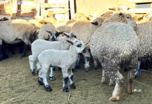 𝟲 𝗠𝗜𝗟 𝟳𝟮𝟯 𝗣𝗥𝗢𝗗𝗨𝗖𝗧𝗢𝗥𝗘𝗦 𝗔𝗚𝗥𝗢𝗣𝗘𝗖𝗨𝗔𝗥𝗜𝗢𝗦 𝗦𝗘𝗥𝗔́𝗡 𝗕𝗘𝗡𝗘𝗙𝗜𝗖𝗜𝗔𝗗𝗢𝗦 𝗖𝗢𝗡 𝗘𝗟 𝗣𝗥𝗢𝗬𝗘𝗖𝗧𝗢 𝗢𝗩𝗜𝗡𝗢𝗦 𝗡𝗢𝗥𝗧𝗘