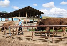 𝗠𝗔́𝗦 𝗗𝗘 𝟭𝟱𝟬𝟬 𝗩𝗔𝗖𝗨𝗡𝗢𝗦 𝗦𝗢𝗡 𝗕𝗘𝗡𝗘𝗙𝗜𝗖𝗜𝗔𝗗𝗢𝗦 𝗠𝗘𝗡𝗦𝗨𝗔𝗟𝗠𝗘𝗡𝗧𝗘 𝗖𝗢𝗡 𝗖𝗔𝗟𝗜𝗗𝗔𝗗 𝗘 𝗜𝗡𝗢𝗖𝗨𝗜𝗗𝗔𝗗 𝗘𝗡 𝗘𝗟 𝗖𝗔𝗠𝗔𝗟 𝗗𝗘 𝗜𝗟𝗔𝗩𝗘