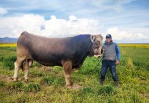 𝗘𝗡𝗚𝗢𝗥𝗗𝗘 𝗗𝗘 𝗚𝗔𝗡𝗔𝗗𝗢 𝗩𝗔𝗖𝗨𝗡𝗢 𝗨𝗡 𝗧𝗥𝗔𝗕𝗔𝗝𝗢 𝗗𝗘𝗗𝗜𝗖𝗔𝗗𝗢 𝗬 𝗣𝗥𝗢𝗗𝗨𝗖𝗧𝗜𝗩𝗢