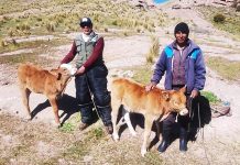 𝗣𝗥𝗔𝗗𝗘𝗥𝗔: 𝗦𝗘𝗚𝗨𝗜𝗠𝗜𝗘𝗡𝗧𝗢 𝗔𝗟 𝗖𝗥𝗘𝗖𝗜𝗠𝗜𝗘𝗡𝗧𝗢 𝗬 𝗗𝗘𝗦𝗔𝗥𝗥𝗢𝗟𝗟𝗢 𝗗𝗘 𝗖𝗥𝗜́𝗔𝗦 𝗡𝗔𝗖𝗜𝗗𝗔𝗦 𝗣𝗢𝗥 𝗜𝗡𝗦𝗘𝗠𝗜𝗡𝗔𝗖𝗜𝗢́𝗡 𝗔𝗥𝗧𝗜𝗙𝗜𝗖𝗜𝗔𝗟